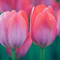 Glowing Pink Tulips